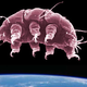 Image for article titled Meet the Tardigrades: The Solar System's Most Extreme Survivors